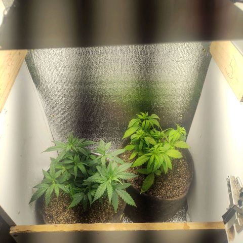 OBG Kush Clone growlog timeline photo