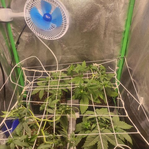 Kush auto growlog timeline photo