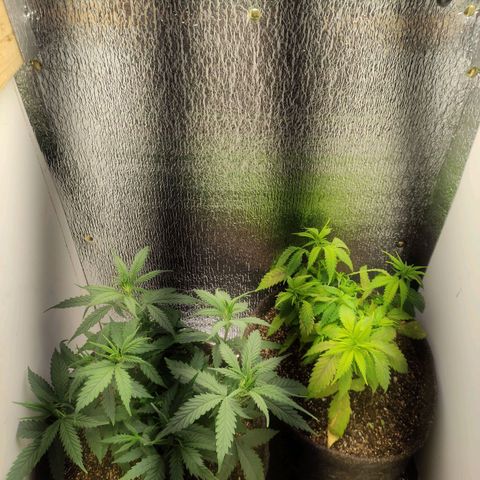 OBG Kush Clone growlog timeline photo