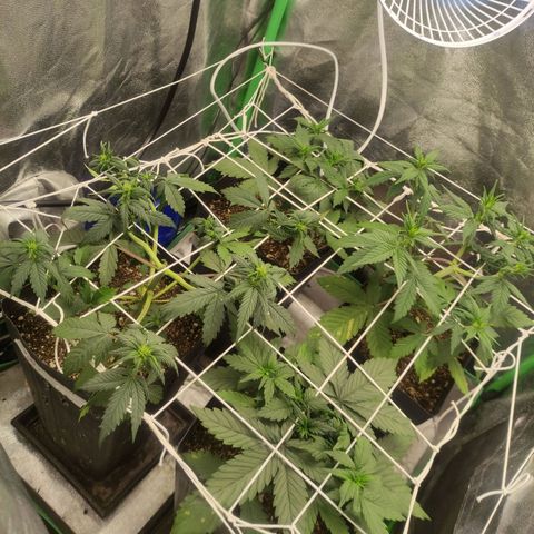 Kush auto growlog timeline photo