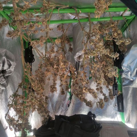 OBG Kush fem #1 growlog timeline photo