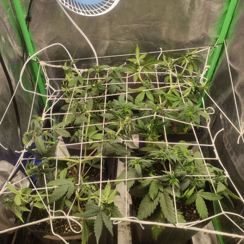 Kush auto growlog timeline photo