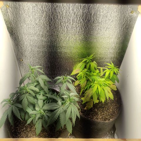 OBG Kush Clone growlog timeline photo