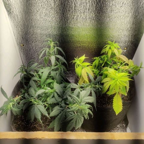 OBG Kush Clone growlog timeline photo