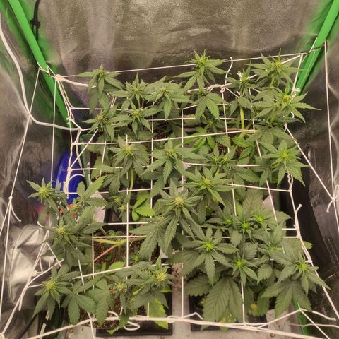 Kush auto growlog timeline photo