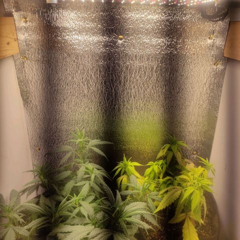 OBG Kush Clone growlog timeline photo