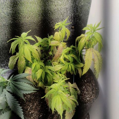 OBG Kush Clone #2 growlog photo: Pós flush