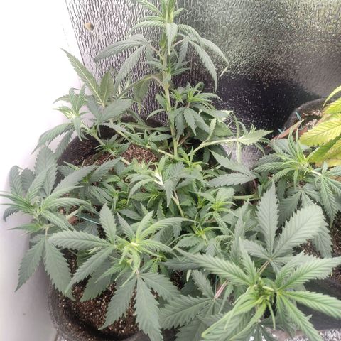 OBG Kush Clone growlog photo: Defoliacao de leves + scropping