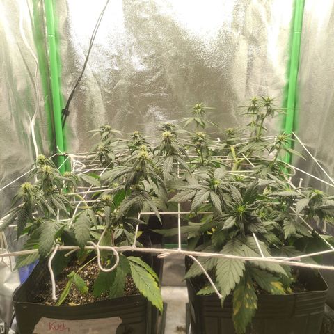 Kush auto growlog timeline photo