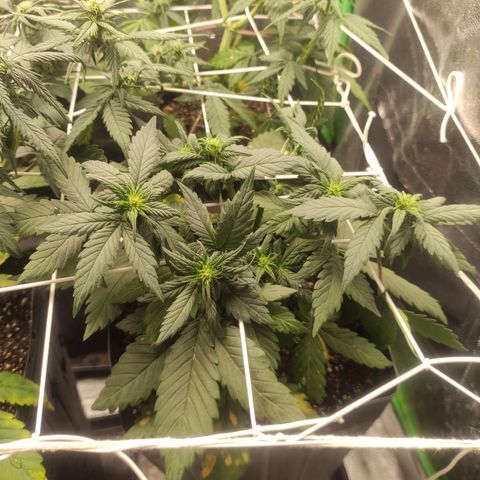 Critical auto growlog timeline photo