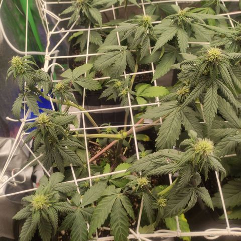Kush auto growlog timeline photo