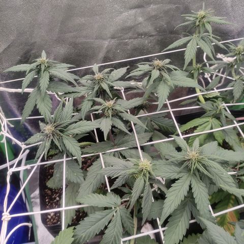 Skunk auto growlog timeline photo
