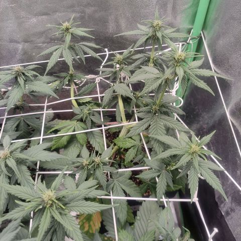Sugar auto growlog timeline photo