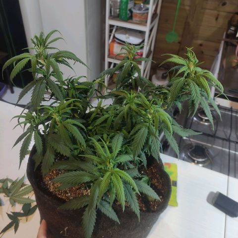 OBG Kush Clone growlog timeline photo