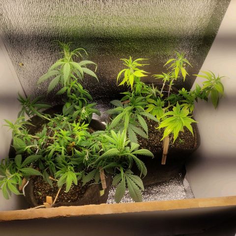 OBG Kush Clone growlog timeline photo