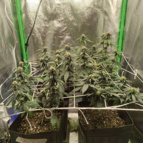 Kush auto growlog timeline photo