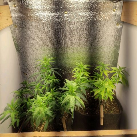 OBG Kush Clone growlog timeline photo