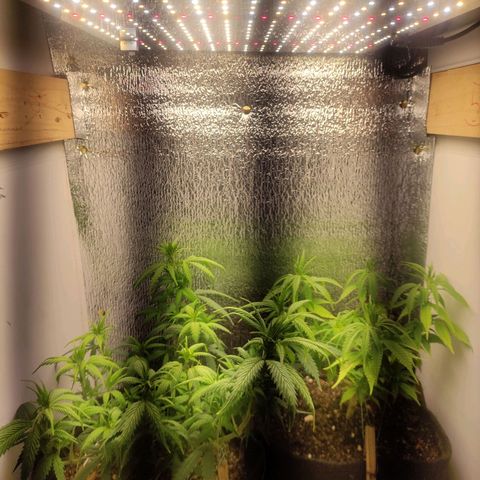 OBG Kush Clone growlog timeline photo