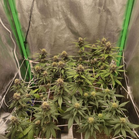Kush auto growlog timeline photo