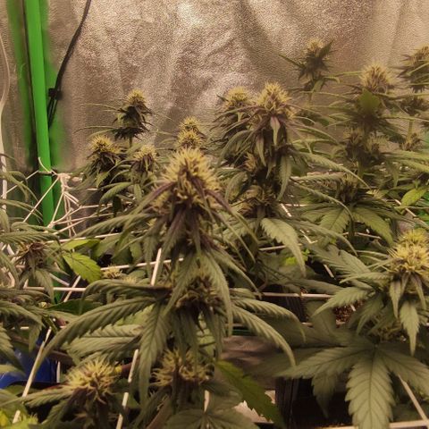 Kush auto growlog timeline photo