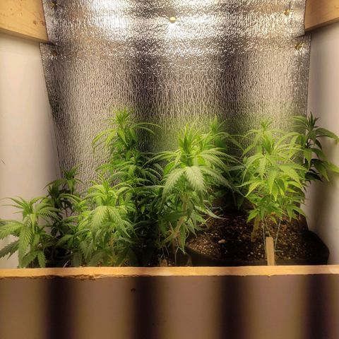 OBG Kush Clone growlog timeline photo