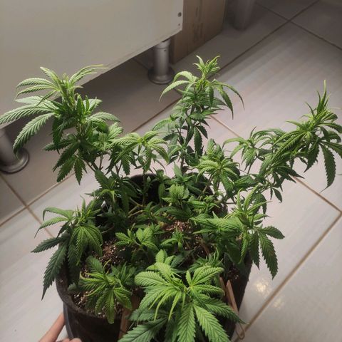 OBG Kush Clone growlog photo: Pós defoliacao