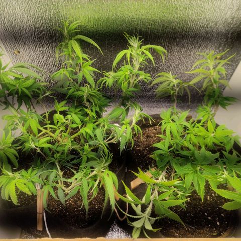 OBG Kush Clone growlog photo: Pós treino e limpeza