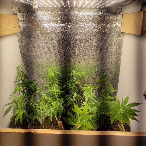 OBG Kush Clone growlog photo: Pós treino e limpeza