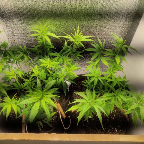 OBG Kush Clone growlog timeline photo