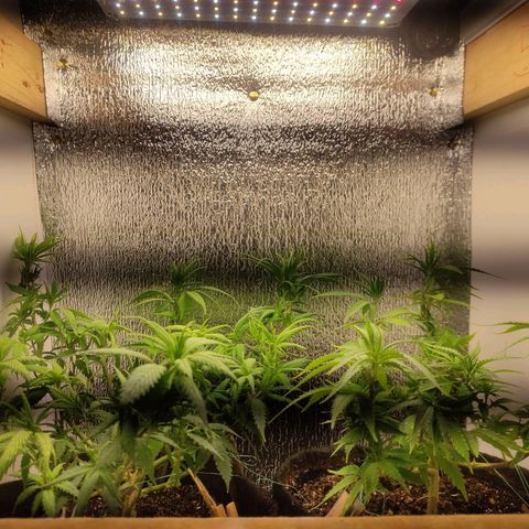 OBG Kush Clone growlog timeline photo