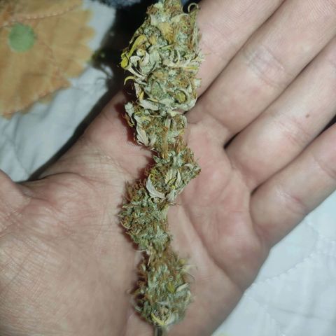 OBG Kush fem #1 growlog timeline photo