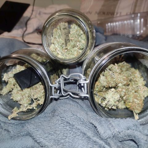 OBG Kush fem #1 growlog timeline photo
