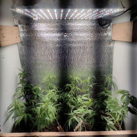 OBG Kush Clone growlog timeline photo