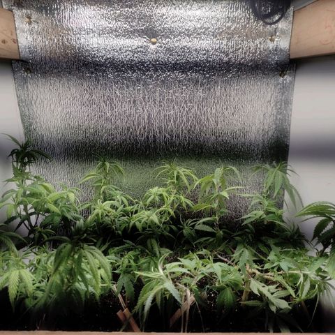OBG Kush Clone growlog timeline photo