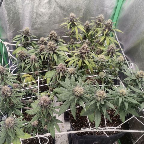 Kush auto growlog timeline photo