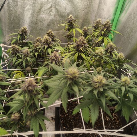 Kush auto growlog timeline photo
