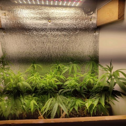 OBG Kush Clone growlog timeline photo