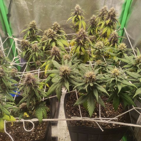 Kush auto growlog timeline photo