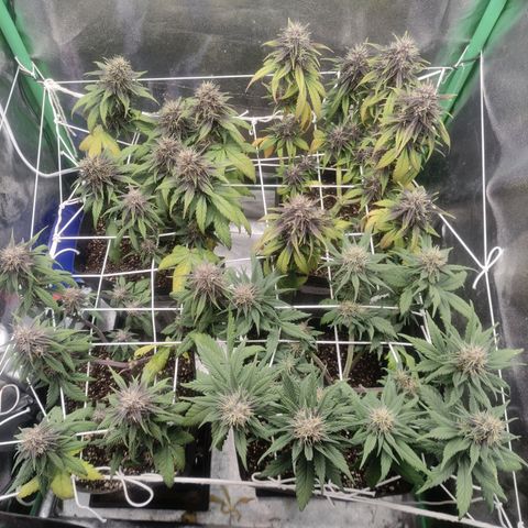 Kush auto growlog timeline photo