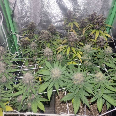 Kush auto growlog timeline photo