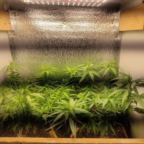 OBG Kush Clone growlog timeline photo