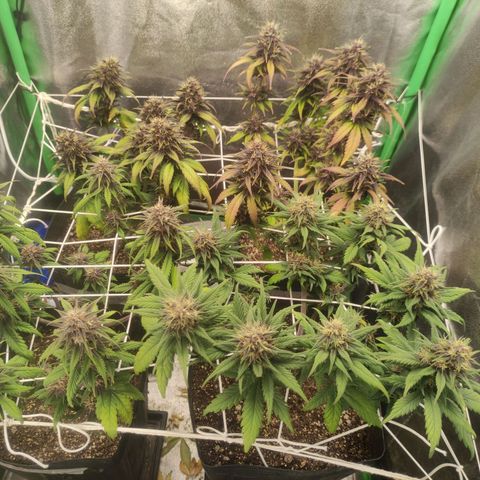 Kush auto growlog timeline photo