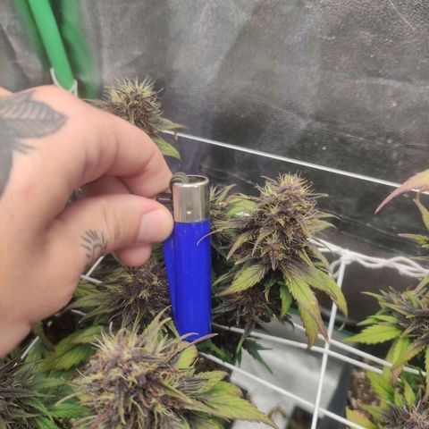 Kush auto growlog timeline photo