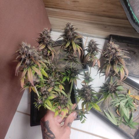 Sugar auto growlog timeline photo
