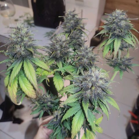 Skunk auto growlog timeline photo