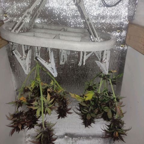 Skunk auto growlog timeline photo