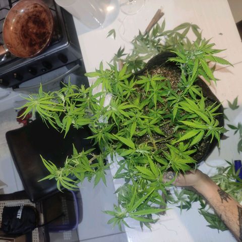 OBG Kush Clone growlog timeline photo