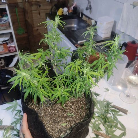 OBG Kush Clone growlog timeline photo