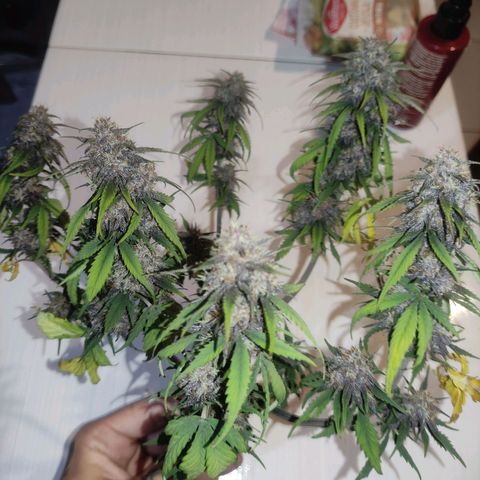 Kush auto growlog timeline photo