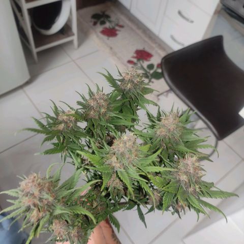 Critical auto growlog timeline photo